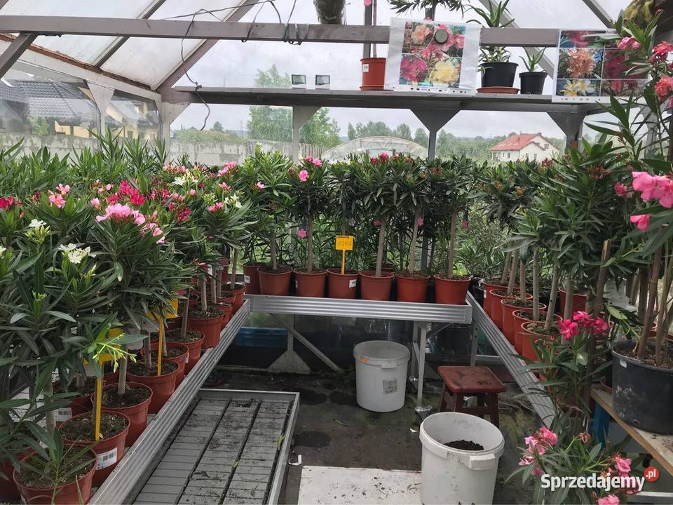 Oleander na pniu kwitnące Brzeźnica