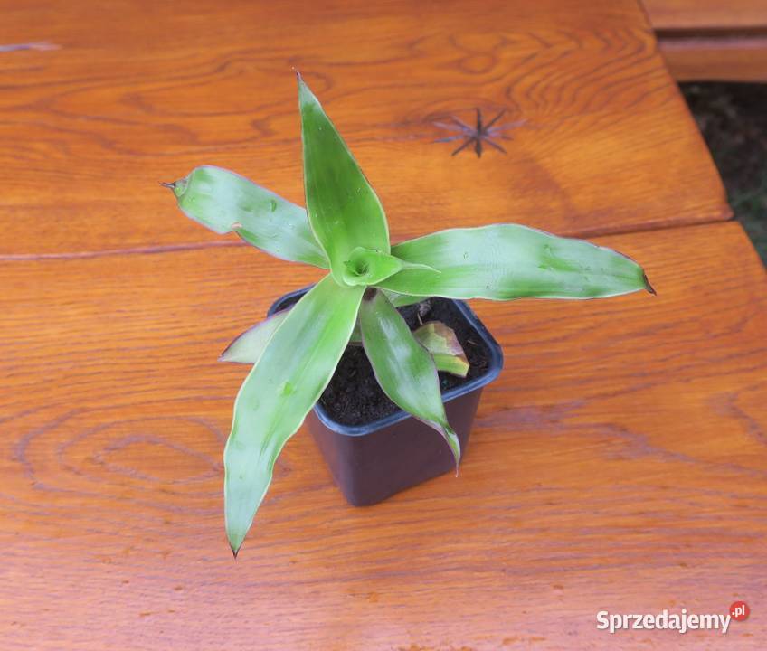 Złoty wąs Callisia Fragrans