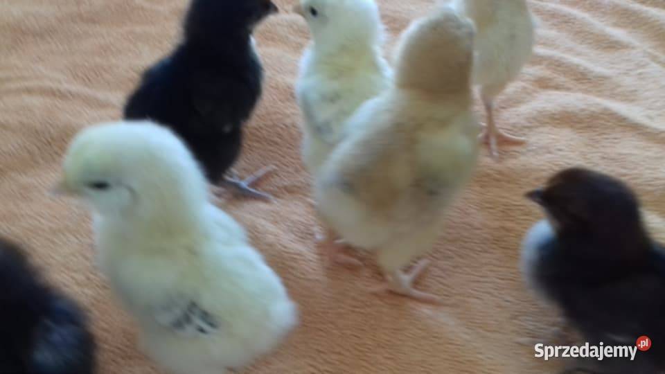 Sprzedam drub Rolnictwo