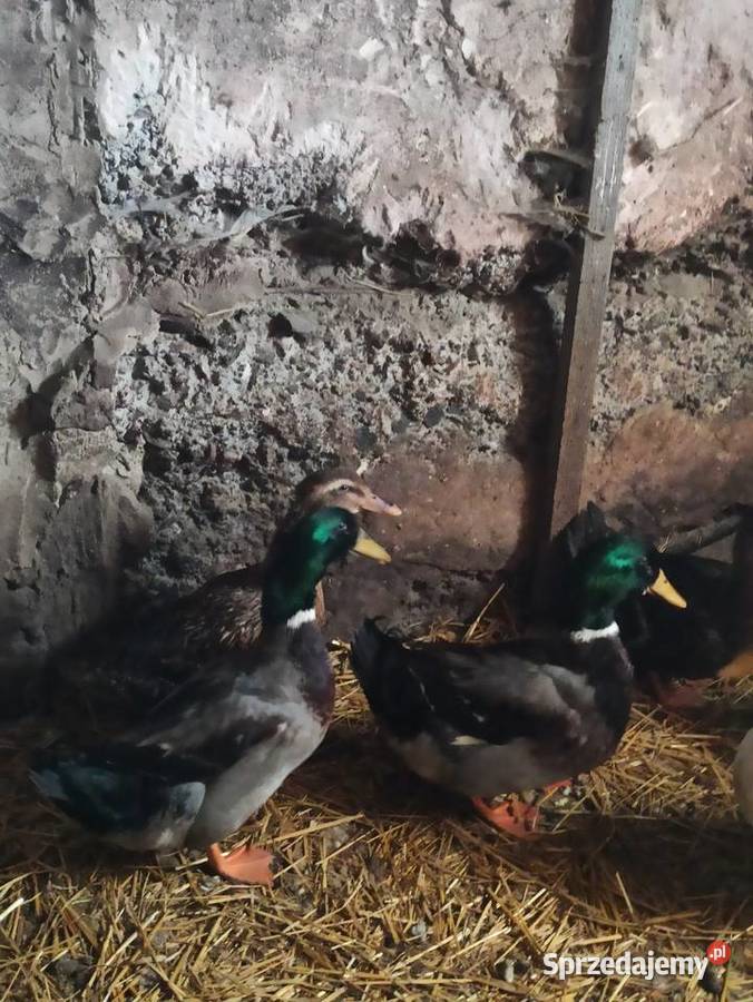 Kaczki i kaczory francuskiepiżmowe czekoladowe Drób i ptactwo Drób i ptactwo Krasnystaw