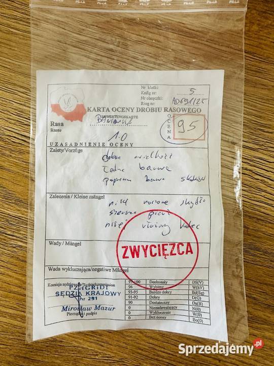 Kury bantamki śląskie Świerklany sprzedam