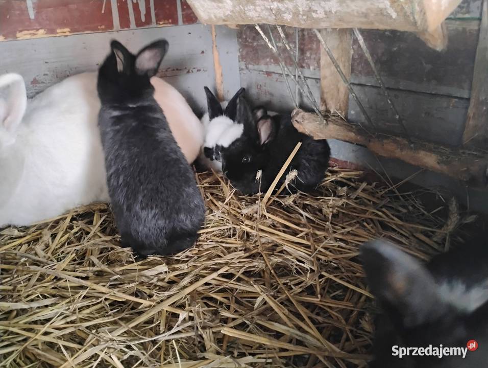 Młode króliki Września