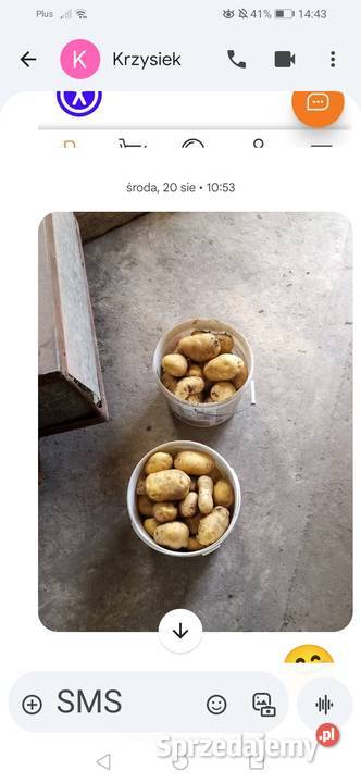 Ziemniaki jadalne Jurek lubelskie Urszulin