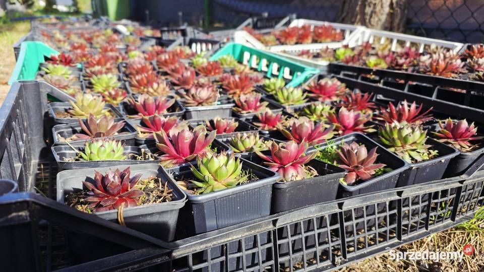 Sprzedam rojniki Łódź