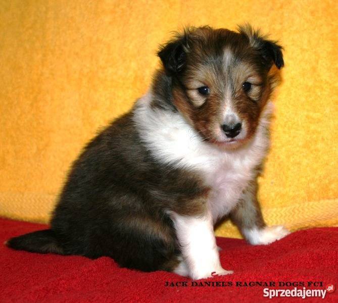 Owczarek Szetlandzki Szczenięta śniady piesek Ostrów Wielkopolski