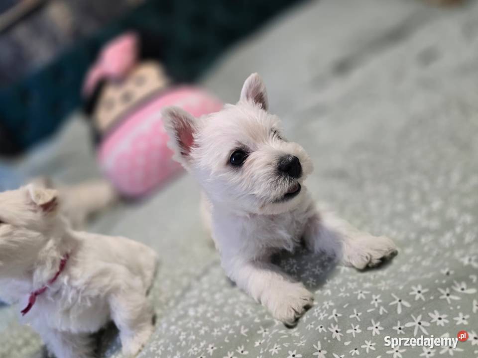 West Highland White Terrier szczeniaki West Highland White Terrier Szczecin sprzedam