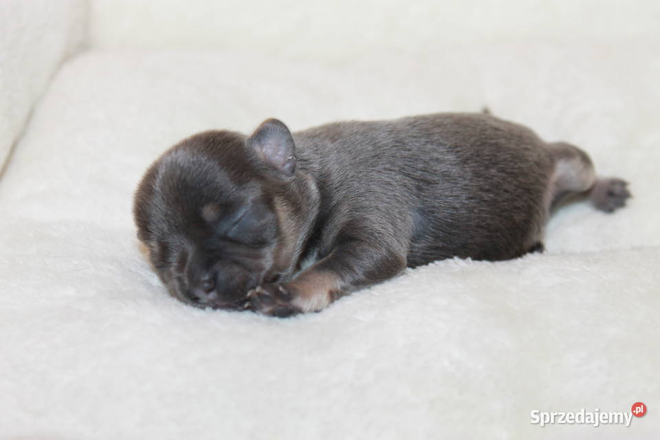 Chihuahua krótkowłosy niebieski chłopczyk ZKwP Świnoujście