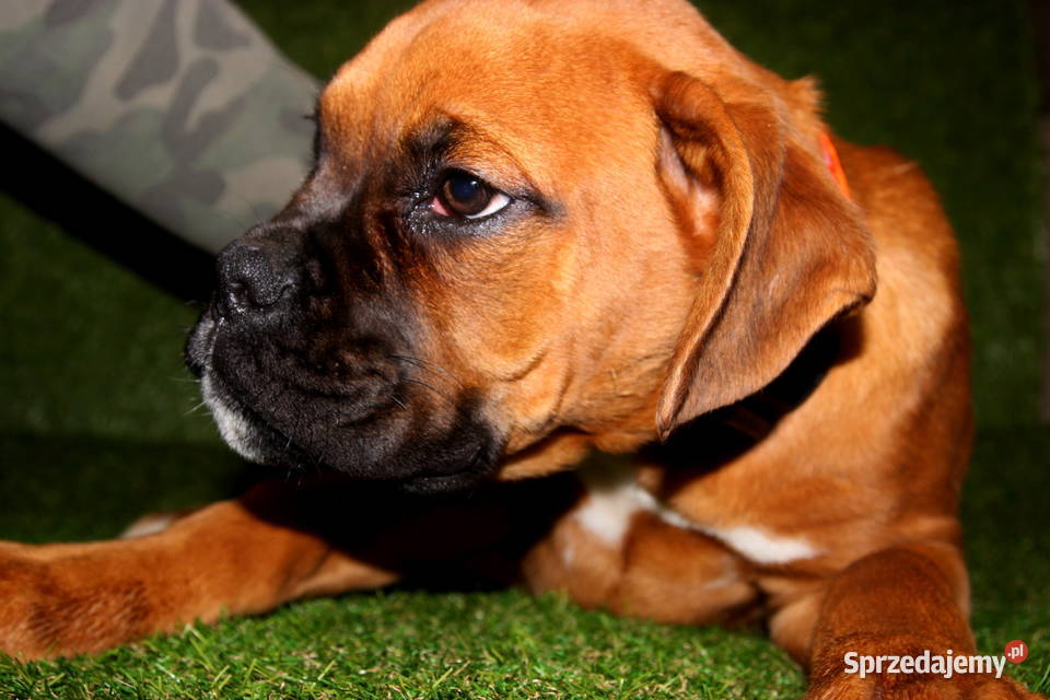 Piesek DIEGO Bokser z hodowli Family Bokser lubelskie Łęczna