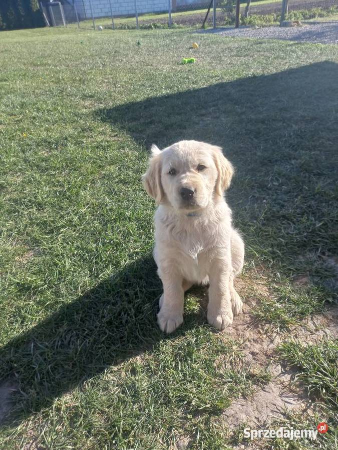 Golden Retriever szczeniaki Łaszczów
