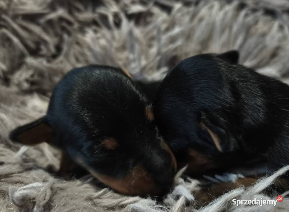 Szczenięta Pinczer Miniaturowy Łochów