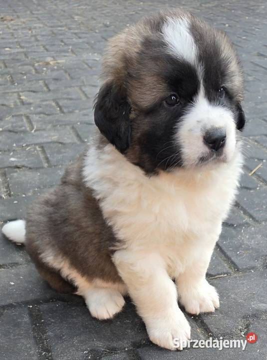 Moskiewski Pies Stróżujący Nie Bernardyn Nie wielkopolskie Zakrzyn