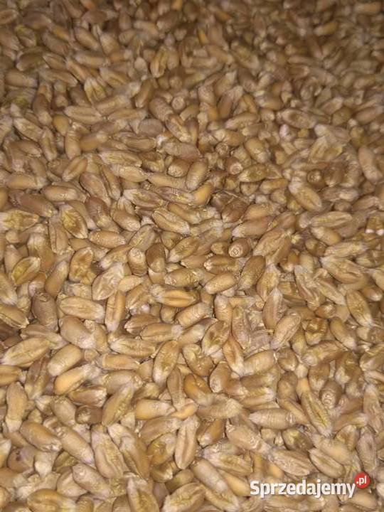 Pszenica jara Tybalt wyczyszczona