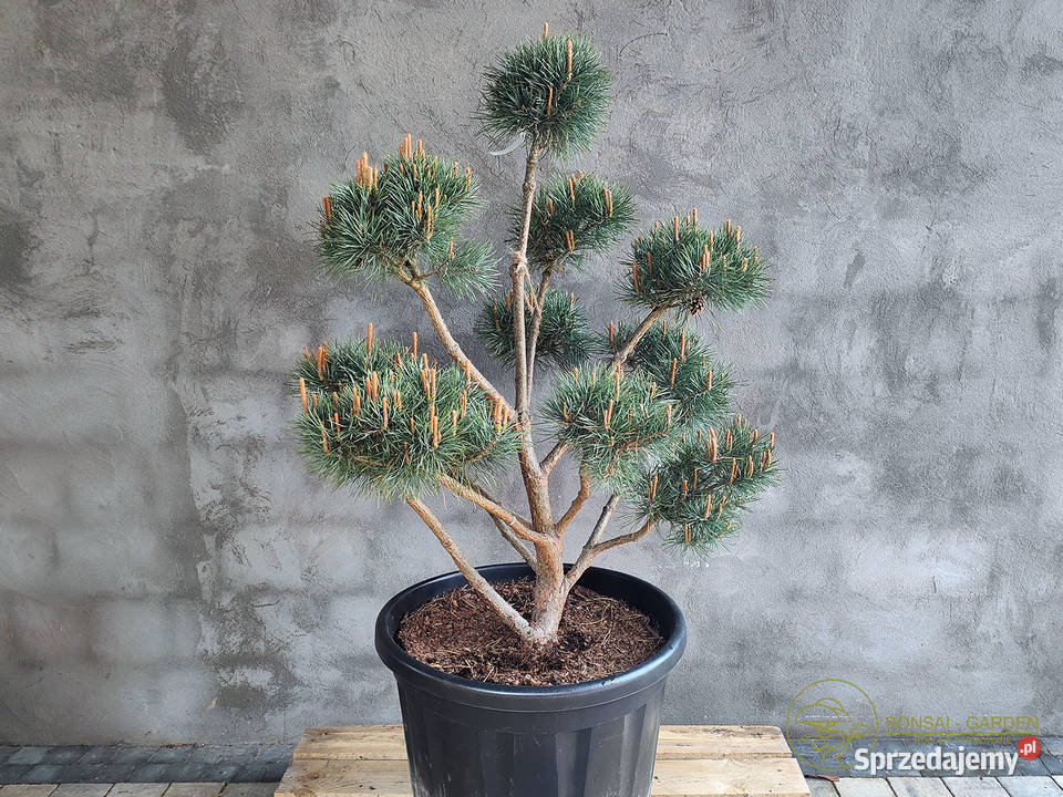 Sosna pospolita formowana 089 NIWAKI BONSAI Warszawa