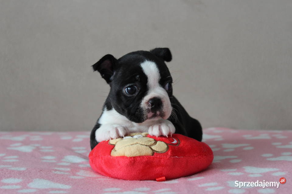 BOSTON TERRIER ZKwP DOMINO Don Chesa Lu Grande Kraków