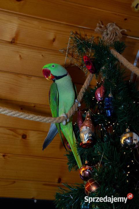 aleksandretta samiec Koszyce Wielkie