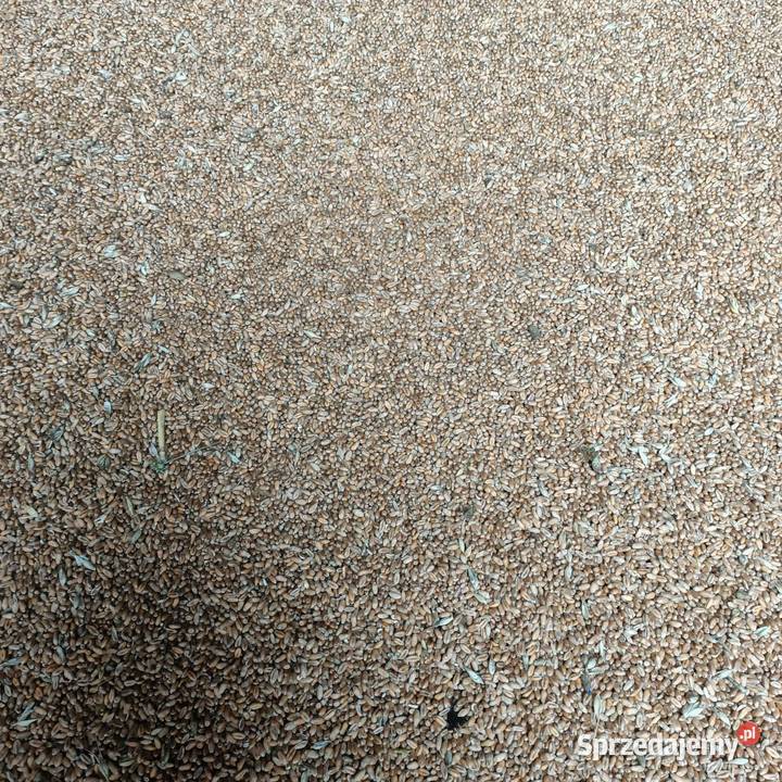 Pszenica ozima pszenżyto Zboża