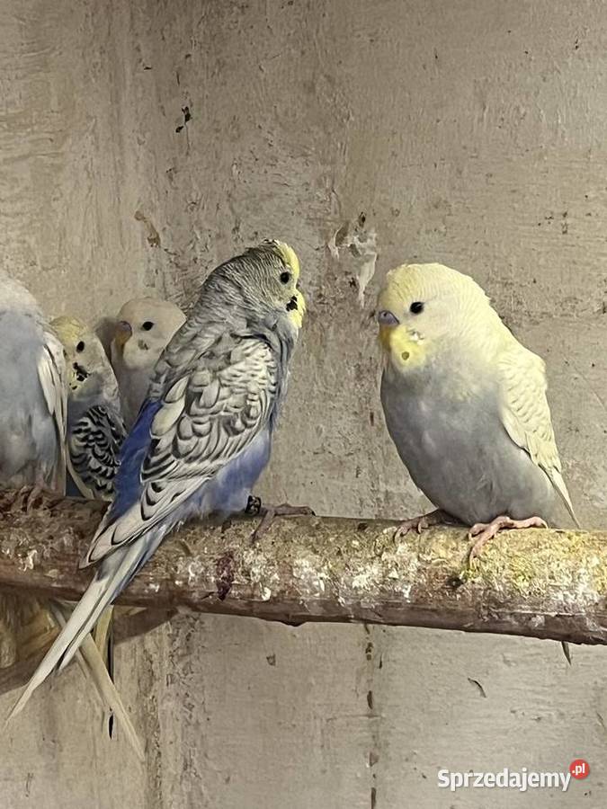 Papugi faliste tęczowe