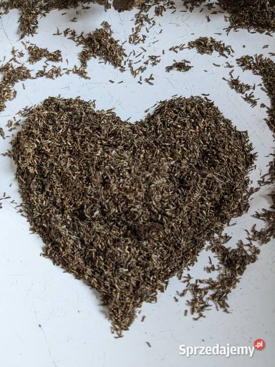 Wrotycz dziki Eco nasiona na Robaki małopolskie