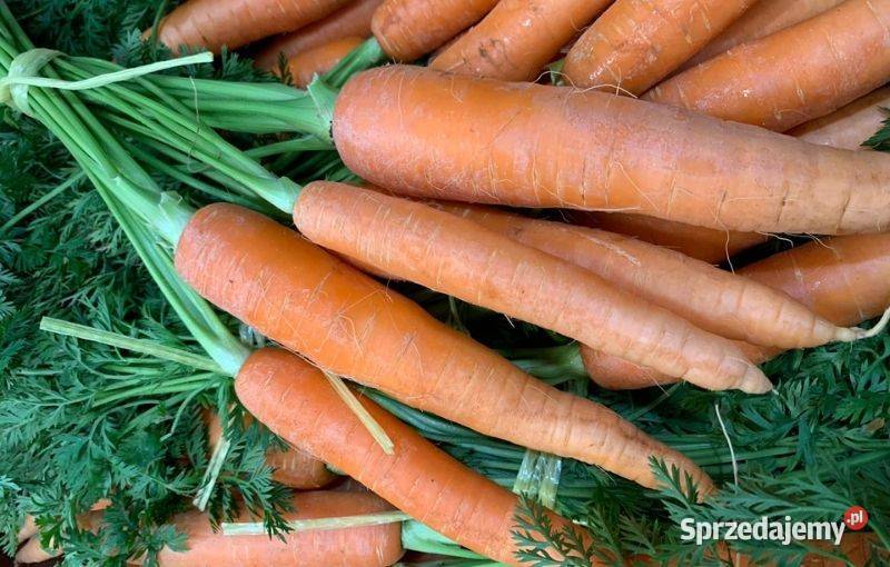 Świeże Całe Marchewki Na Sprzedaż podkarpackie Sufczyna