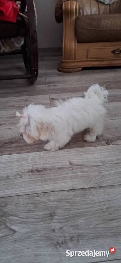 Maltanczyk szczeniak odchowana suczka z Gniezno sprzedam