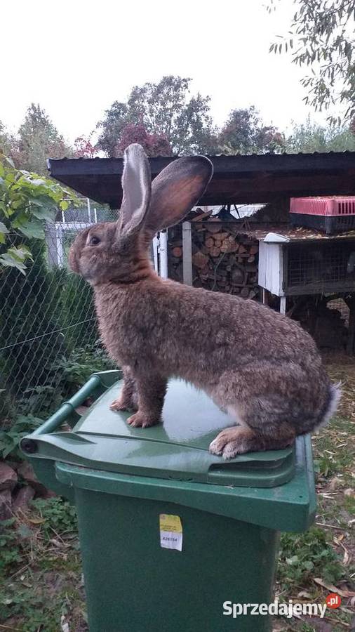 Olbrzymy Belgijskie BOSS Gryzonie Łagów