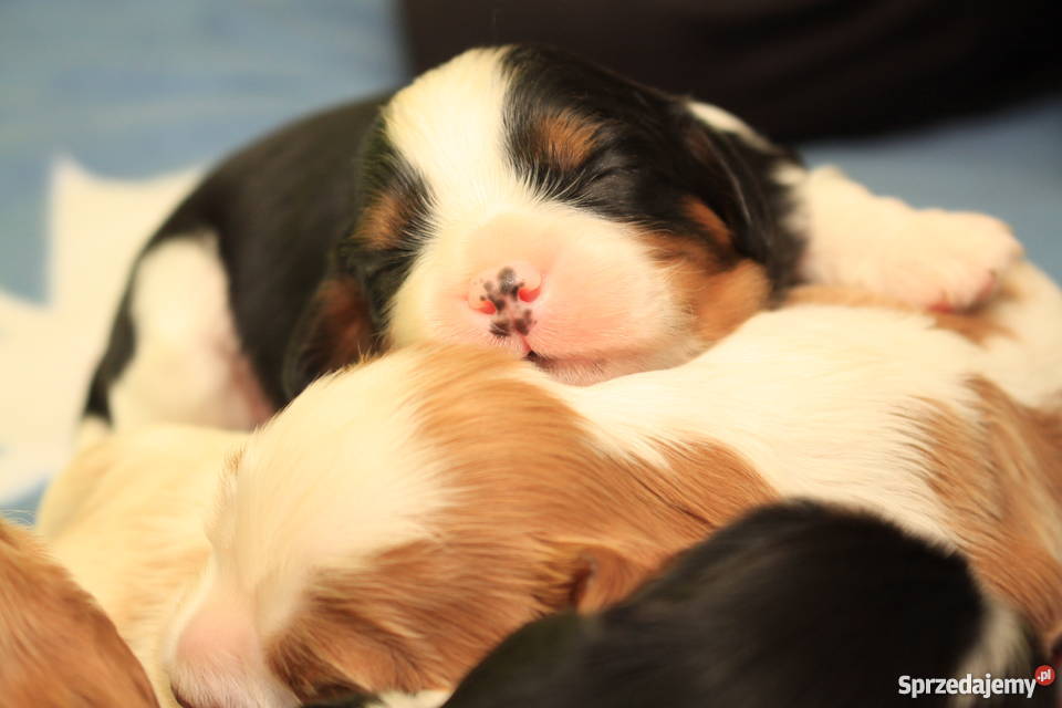 Cavalierki cavalier king charles spaniel Lidzbark