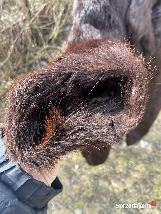 Futro Z Nutrii Stare Budy