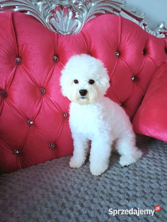 bichon frise szczenięta do odbioru rodowód FCI Gdańsk