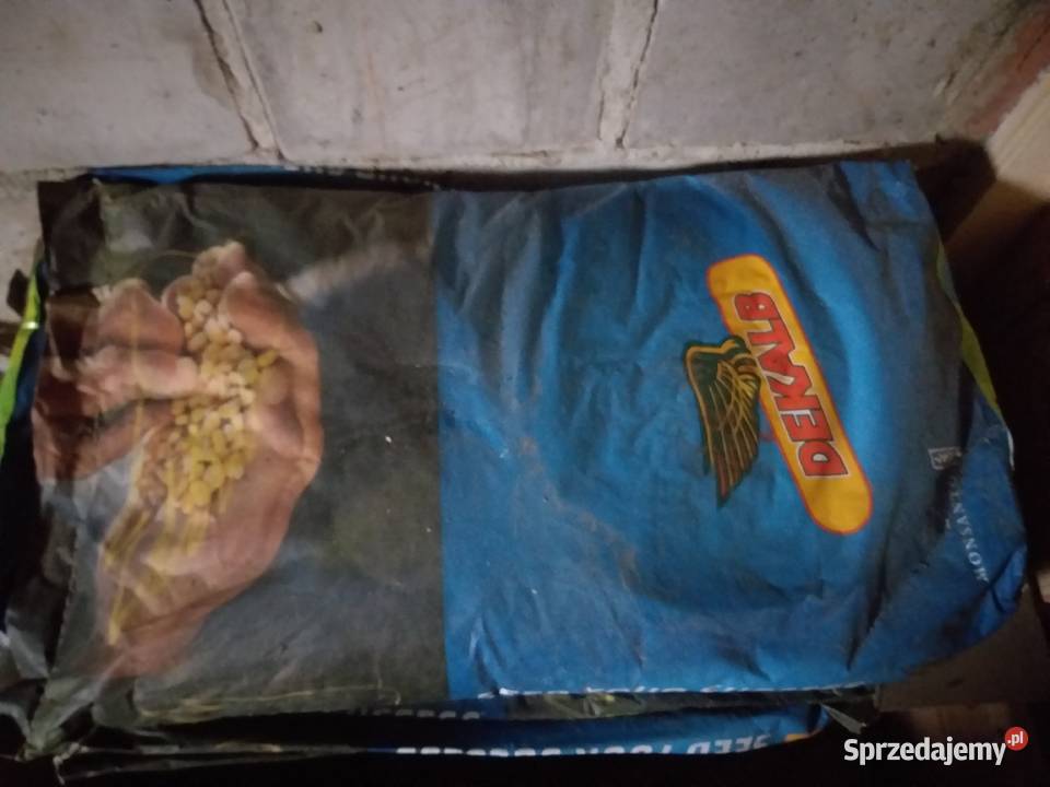 Kukurydza DKC 3441 Przeworsk sprzedam