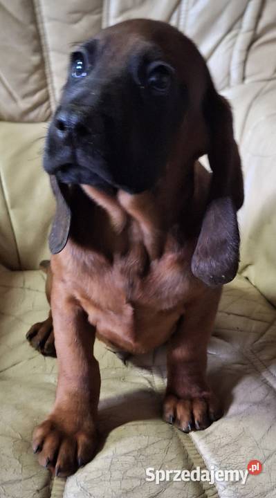 Posokowiec bawarski szczeniak piesek z rodowodem wielkopolskie Gniezno