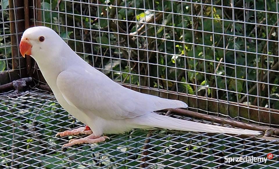 Aleksandretta obrożna łatwo się oswaja i można wielkopolskie Poznań