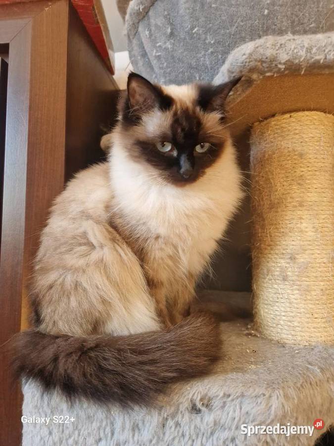 Kotek brytyjski niebieski i ragdoll Brytyjski Leśna