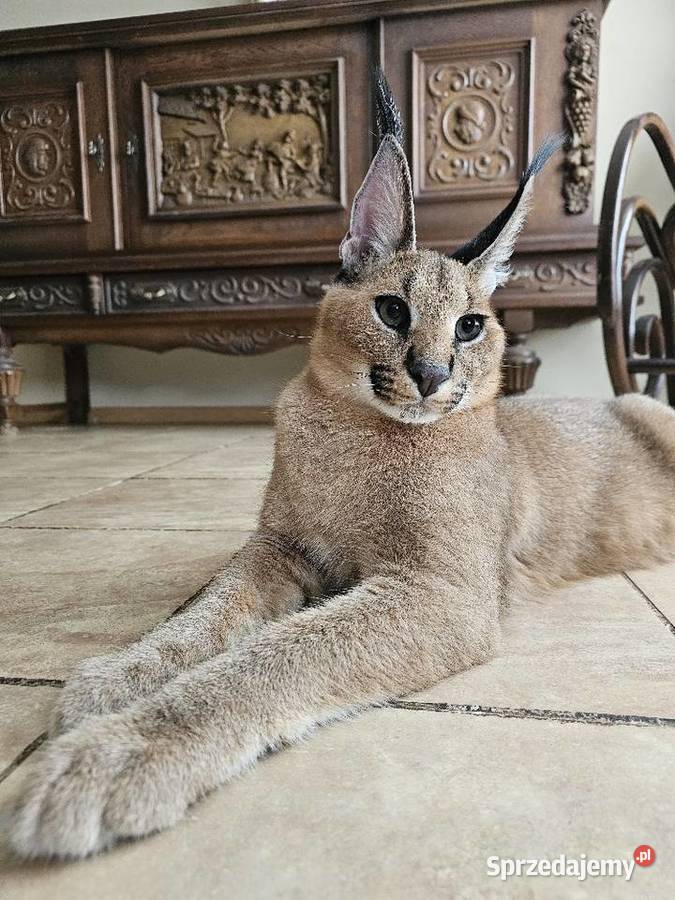 Karakal stepowy caracal młode koty łagodne Kraków sprzedam
