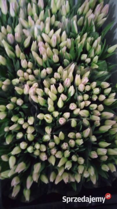 Tulipan cięty na 8 marca Pozostałe Częstochowa