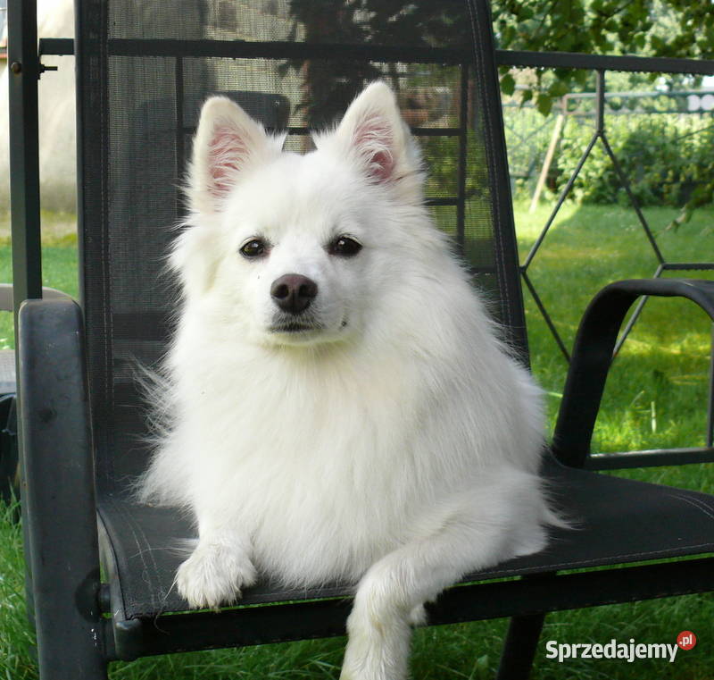 SZPIC NIEMIECKI ŚREDNI Pozostałe Pozostałe sprzedam