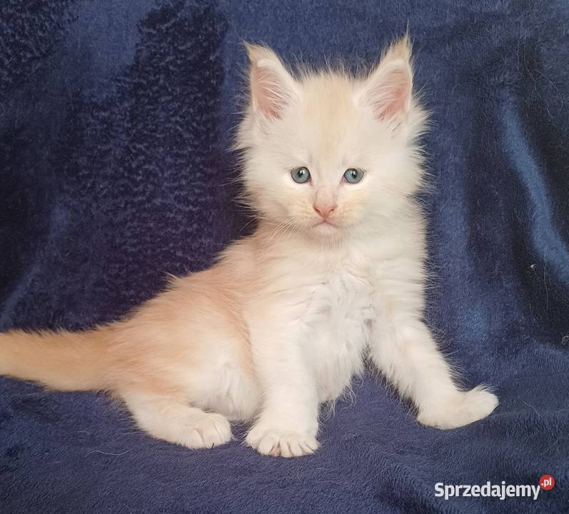 Maine Coon kocurek rodowód FPL Olkusz sprzedam