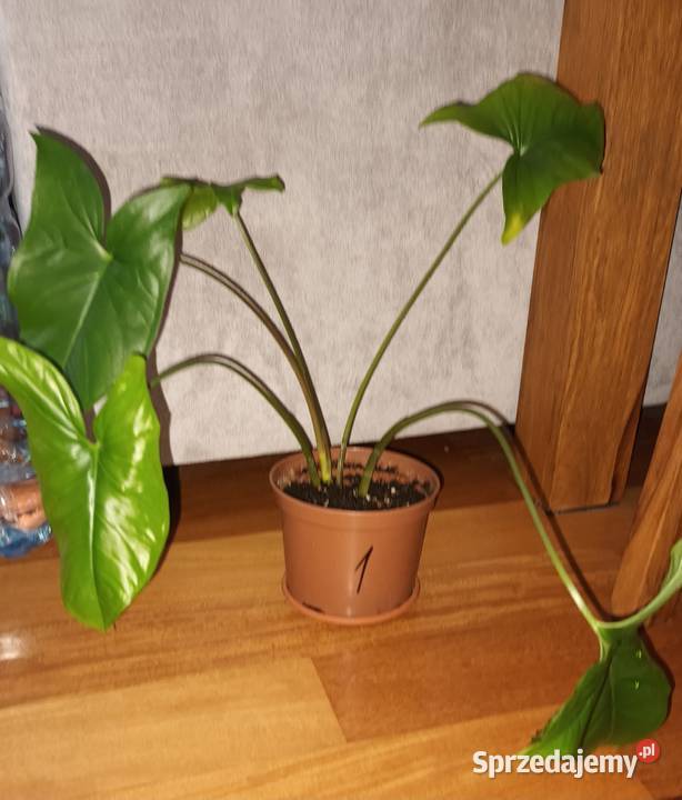 Duże syngonium nie znam dokładnego gatunku Dom i Ogród Warszawa
