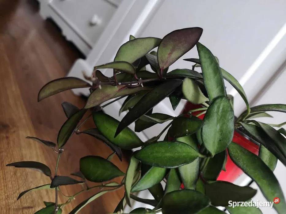 Hoya rosita sadzonka w ziemiOLX Niepołomice