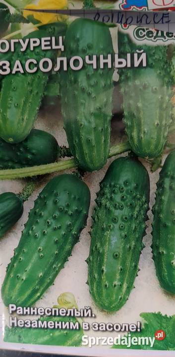 Ogórek wężowy Ogórki rosyjskie szklarniowe