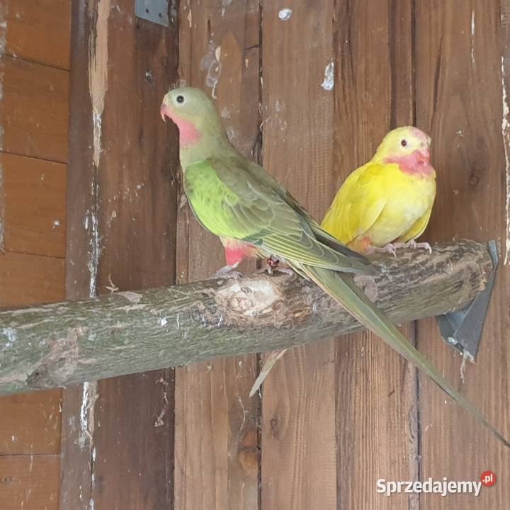 Księżniczka walli Wrocław