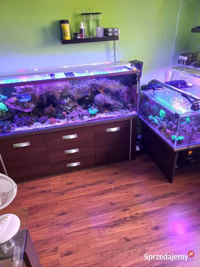 Akwarium morskie