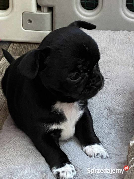 CHIHUAHUA PIĘKNA SUNIA CHOCO Łódź