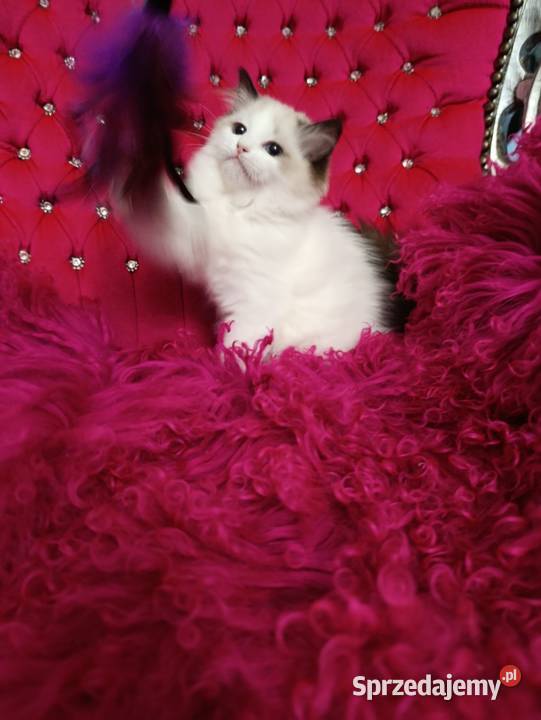 Ragdoll Kotka Seal bicolor FIFE FPL lubuskie Wschowa