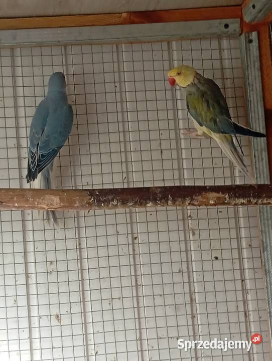 Sprzedam papugi rozelle królewskie białolicekozy Lublin