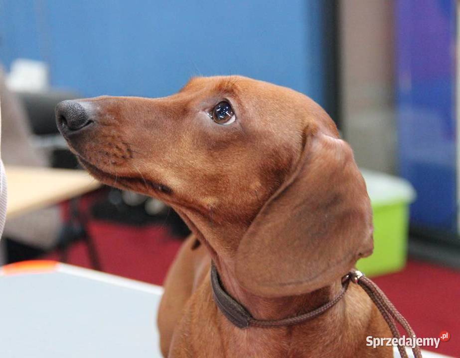 Jamnik krótkowłosy standardowy Smarglin