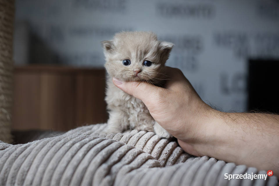 Brytyjski Długowłosy Kotka Długowłosa Płowa Koty