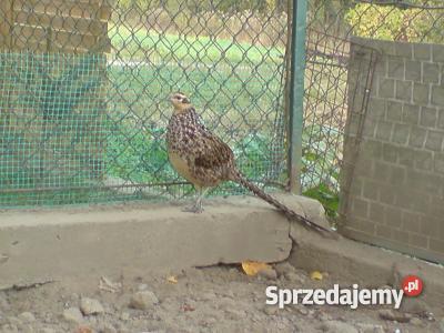 BAŻANT BAŻANTY KRÓLEWSKIE Łuków sprzedam
