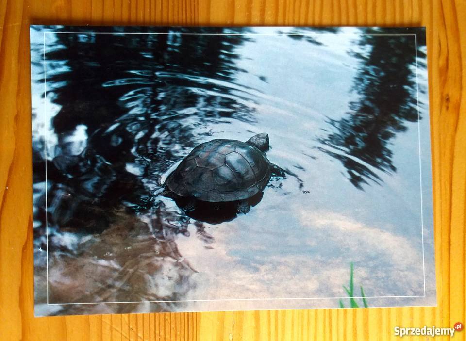 SAMICA ŻÓŁWIA BŁOTNEGO FOT SŁAWOMIR MITRUS Piszczac