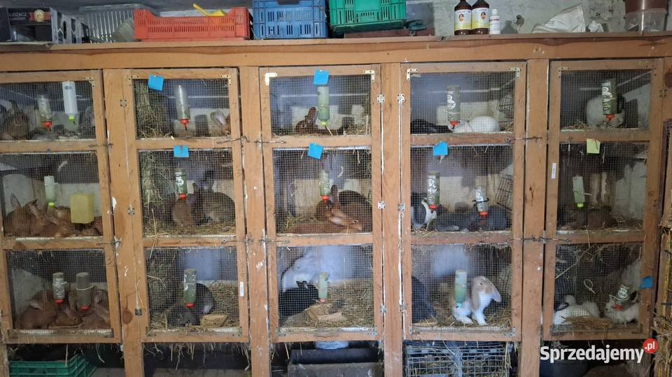Sprzedam różne kroliki Babin