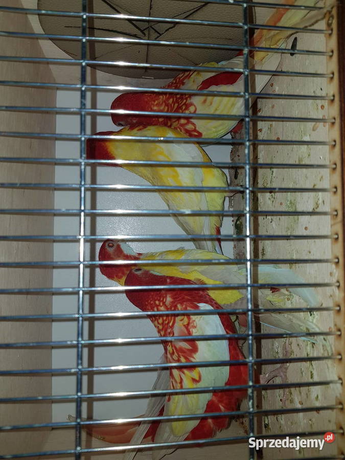 Rozelle białolice lutino rubino czerwone Wodzisław Śląski